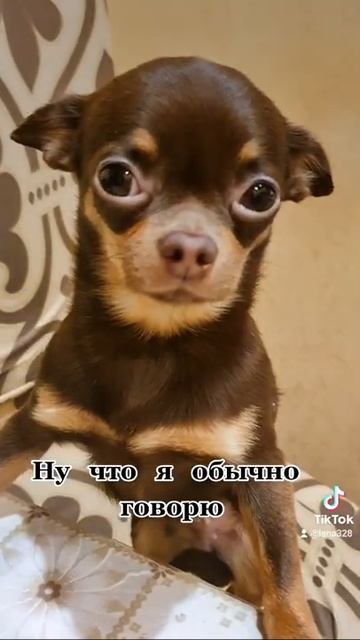 маленькие собаки. чихуа. чихуахуа. смотреть онлайн