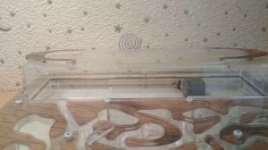 Краткий обзор муравьёв Camponotus aethiops.