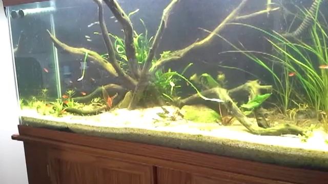 C habrosus смотреть онлайн