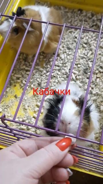 свинюшки, маленькие кабачки))) смотреть онлайн