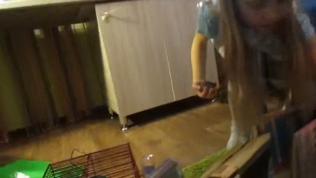 гонки хомяков смотреть онлайн