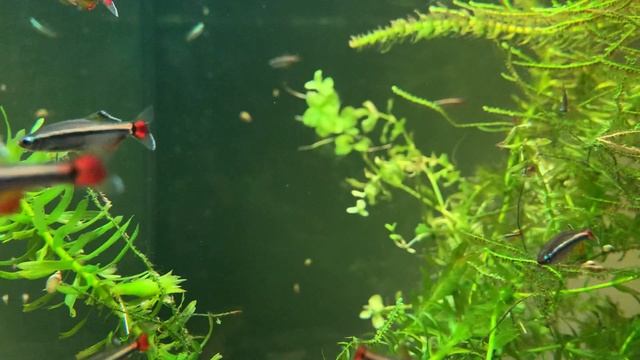 Vietnamese danio (Tanichthys micagemmae) (3) смотреть онлайн