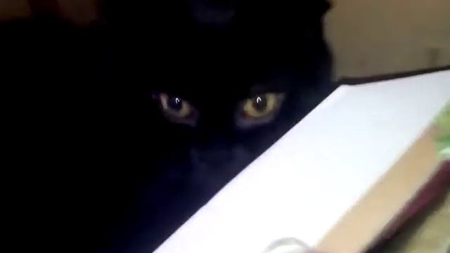 Чёрная кошка лежит в коробке смотреть онлайн
