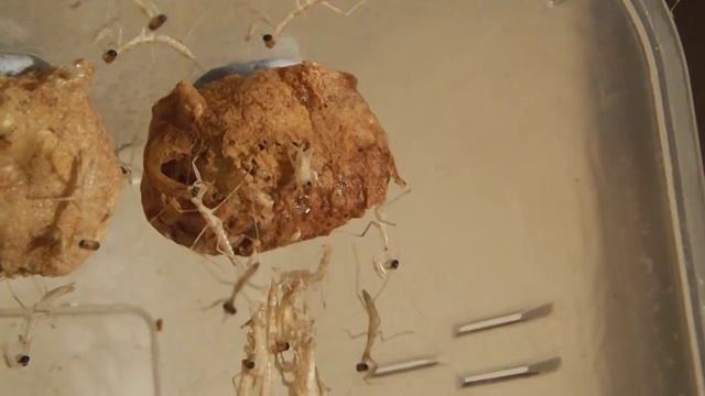 Polyspilota sp. "Mauritius" hatch смотреть онлайн