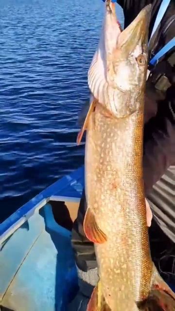 большая щука смотреть онлайн