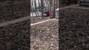 Электроизгородь, неделя использования.  Электропастух от собак