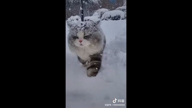 Милые животные😻❤️💙tik-tok 💜 часть 3 смотреть онлайн