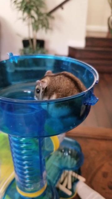 Джунгарский Хомяк Витаминка Милашка Cute Russian Dwarf Hamster смотреть онлайн