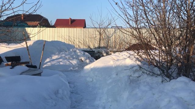 24 марта, а пчёлы всё под снегом. смотреть онлайн