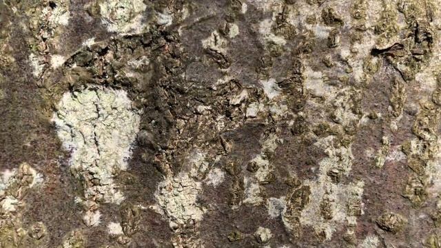 Whitebeam - bark close up - April 2021 смотреть онлайн