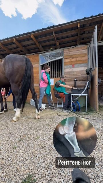 Ветеринария #ветеринарбезграниц #животные #лошадь #ветеринар #horse #рентген смотреть онлайн