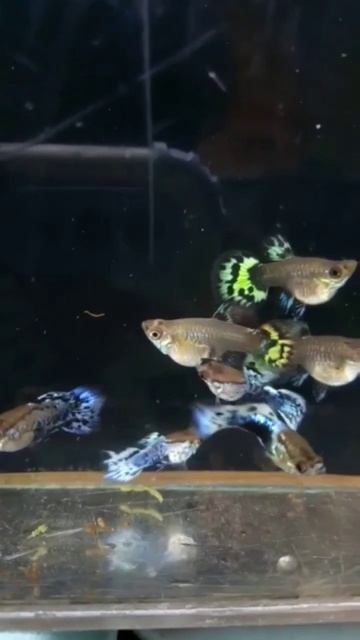 Ivory short body #aquatic #aquascape #guppy #guppyfish #duniaair #shortbody #short #hobbies смотреть онлайн