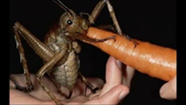El insecto mas GRANDE del mundo - La weta Gigante (librosmvz смотреть онлайн