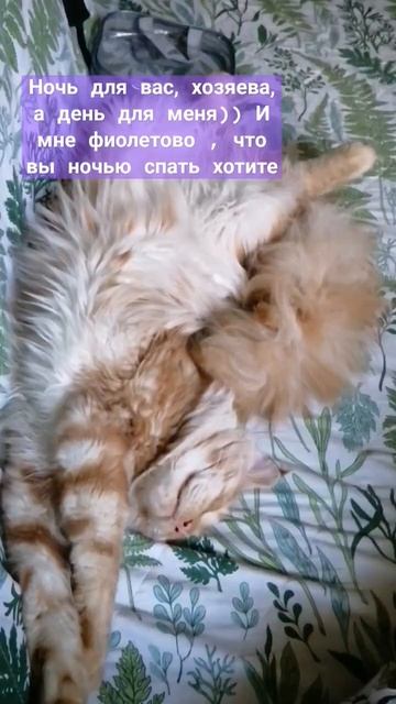 #cat #мейнкун #котенок #catlover #котэ смотреть онлайн