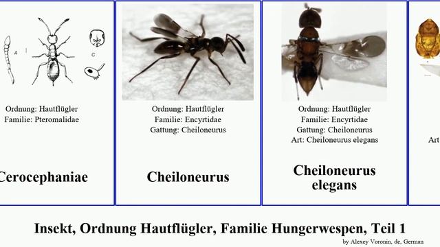 Insekt, Ordnung Hautflügler, Familie Hungerwespen, Teil 1 arge archaeoteleia insect elegans fallax смотреть онлайн