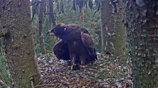 Mazais ērglis~Adndris brings a mole! Anna disturbed Pearl a few times😂~6:33 AM 2021/07/29 смотреть онлайн