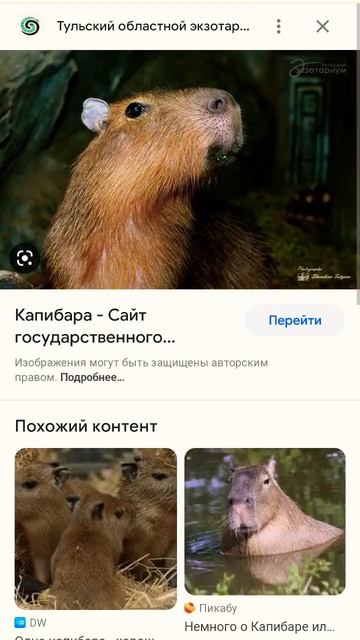 Капибара смотреть онлайн