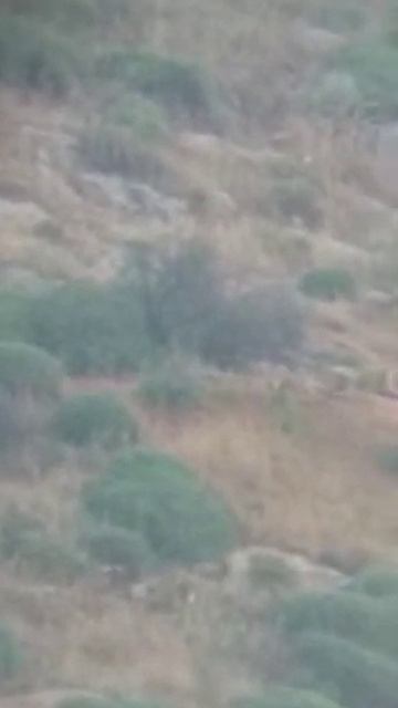 Hatay’da çizgili sırtlan familyası görüntülendi смотреть онлайн