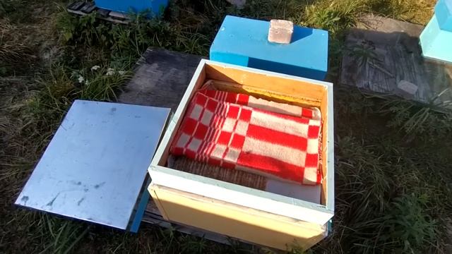 Подготовка к зимовке. Сильно ослабла семья. Перезимует или нет? смотреть онлайн