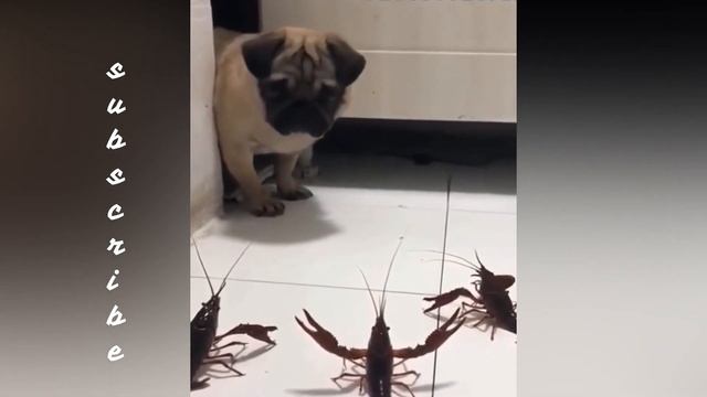funny animals videos, jokes with animals,👀, смешные животные видео, приколы с животными смотреть онлайн