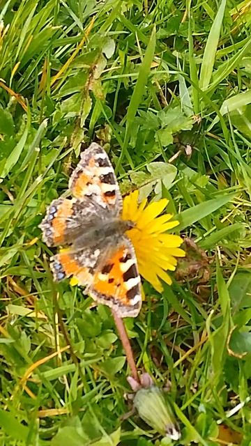 butterfly, small tortoiseshell, late April, saying hello to a dandelion UK wild nature countryside смотреть онлайн
