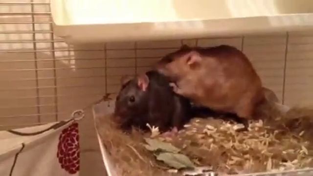 Куся и Зяма смотреть онлайн