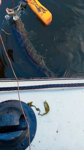 ОСЕННИЕ КОТЛЕТЫ НА КУКАНЕ😎✌️ЛОВЛЯ ЩУКИ ОСЕНЬЮ🐟💪#shorts смотреть онлайн