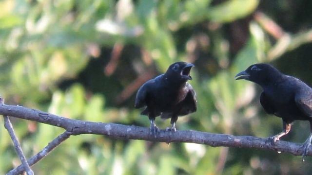 TIÊ CABURE (Compsothraupis loricata) смотреть онлайн