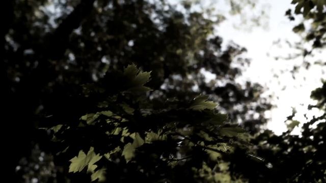 звуки гедеоновки - Когда впотьмах покой сплетет гнездо как птицы (teaser) смотреть онлайн