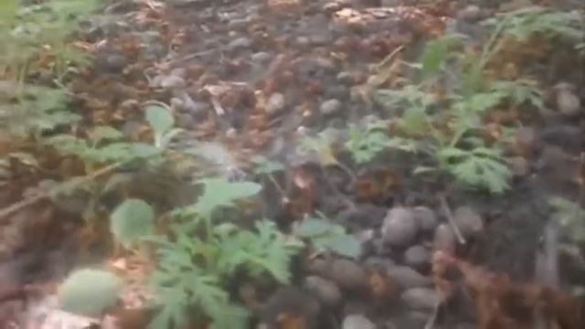 моя кошка Дичка поймала ящерицу смотреть онлайн