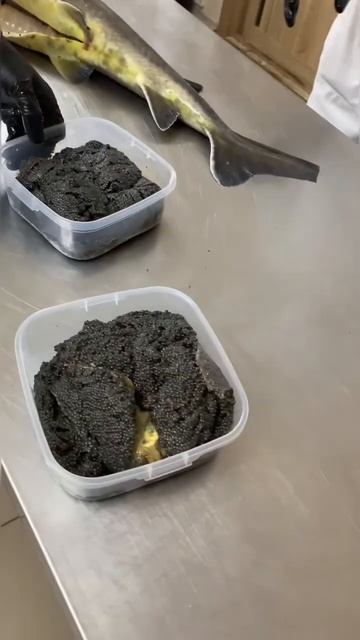 Острый нож и крупная рыба. Большой улов с Волги. #shorts #short #shortvideo #fishing ￼￼ смотреть онлайн