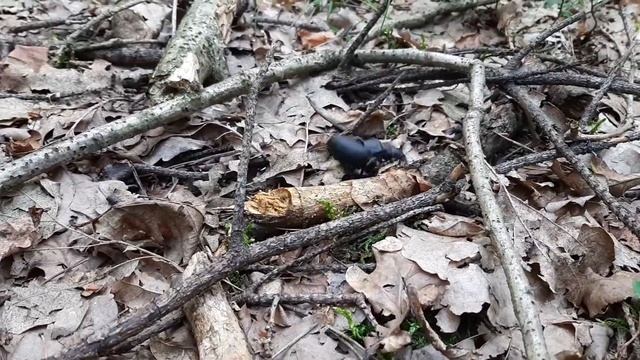 Dyląż Garbarz - walka samców i kopulacja. смотреть онлайн
