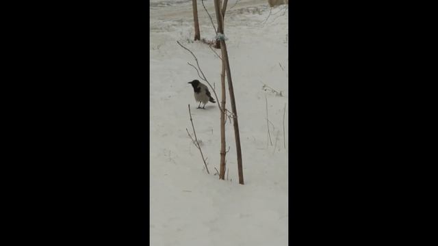 ворона накаркала непогоду 01 марта 2023 год смотреть онлайн