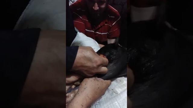 кострация виетнамского поросенка смотреть онлайн