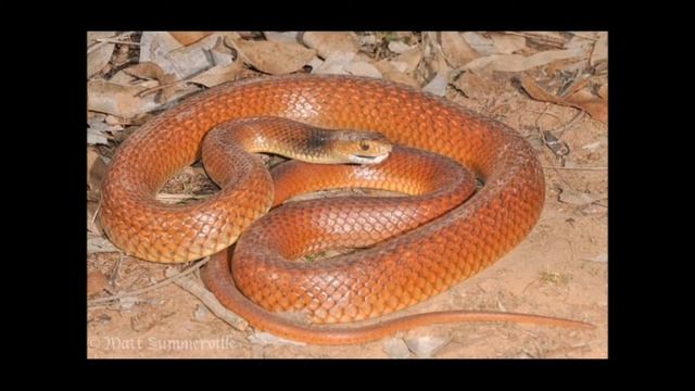 Top 10 venomous snakes смотреть онлайн