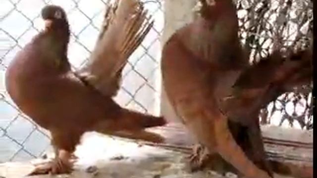 Голуби красные статные.flv смотреть онлайн