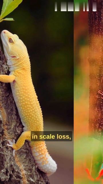Unveiling Nature's Marvel: The Fish-Scale Geckos' Defense Dance 🦎 смотреть онлайн