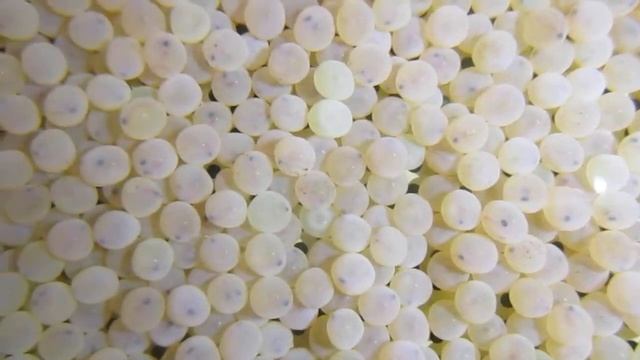 Incubazione e evoluzione Uova Trota Fario смотреть онлайн