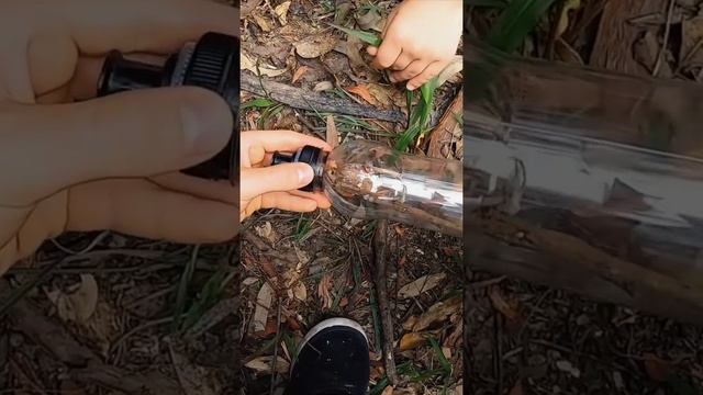 How to catch a spider in a leaf #shorts смотреть онлайн