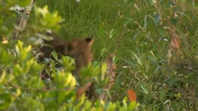 Le Guépard,cet élegant chasseur d'Afrique смотреть онлайн