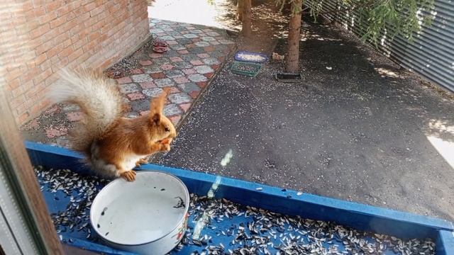У нас опять прибавление,новая белочка.Карта помощи на семечки 2202 2062 6013 7323 смотреть онлайн