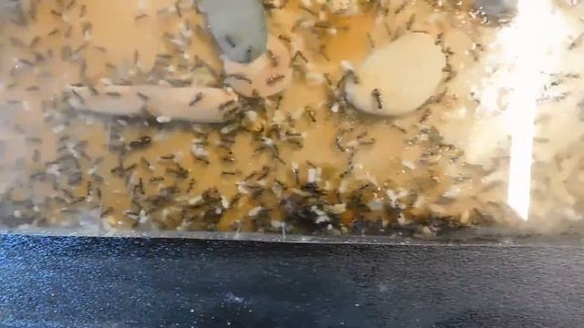 Formica lemani (?) смотреть онлайн