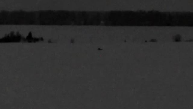 Охота на лисицу. Охота на приваде. Night fox hunting. смотреть онлайн