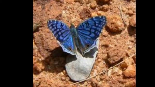 Junonia rhadama смотреть онлайн