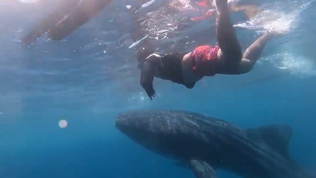 Oslob whale shark смотреть онлайн