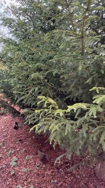 Ландшафтное освещение смотреть онлайн