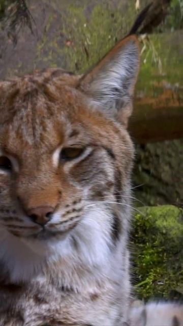 This is cheetah, lynx or leopard? So cute. #shortsvideo #leopard #lynx #cheetah #funnyanimals #cute смотреть онлайн