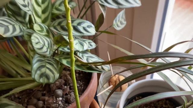 PLANT TOUR 3🪴🪷🌾/PIANTE IN CAMERA DA LETTO / 🛏️Febbraio 2023 смотреть онлайн