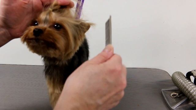 How to tie up a Yorkies TopKnot смотреть онлайн