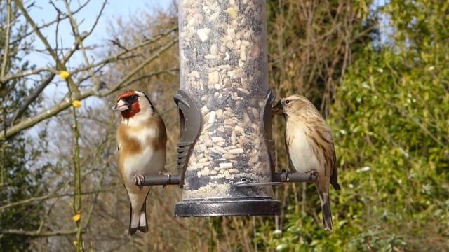 Goldfinch Nature смотреть онлайн